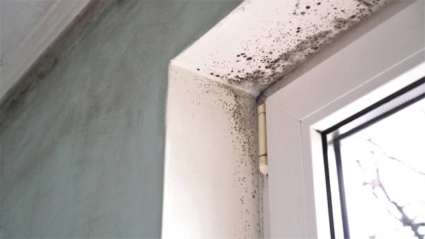 Best Mold Remediation for Specific Building Types in Gordon, GA