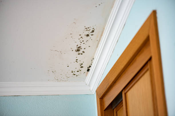 Best White Mold Remediation in Gordon, GA