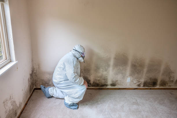 Best DIY Mold Remediation Support Services in Gordon, GA
