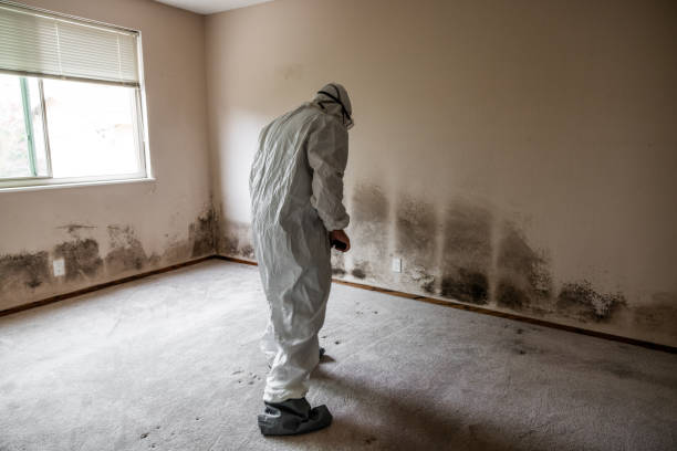 Best Industrial Mold Remediation in Gordon, GA