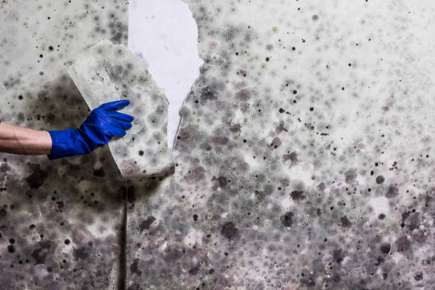 Best Basement Mold Remediation in Gordon, GA