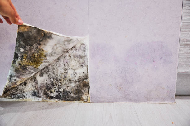 Best Insurance-Related Mold Remediation in Gordon, GA